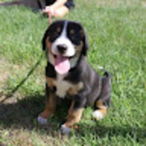 Meet your Posher, Austin